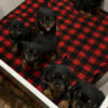 Akc registered Rottweiler puppies