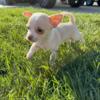 Chihuahua puppies for sale