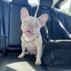 2 Year Old French Bulldog - Female