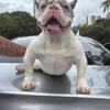 Female Nano bully