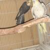 Male and female cockatiel various mutation sale