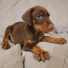 Akc registered doberman puppies