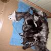 Beautiful Maine coon Kittens