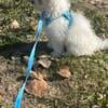 Maltese purebred male & female