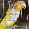 caique