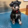 Mini schnauzer for sale