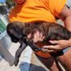 English mastiff puppies 