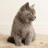 TICA/CFA Home-Raised British Shorthair Kitten - Blue Female (Chicago IL + nationwide delivery)