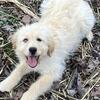 Miniature Goldendoodle