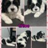 Teddy Bear Shichon puppies looking for a new Home!