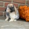 Harlequin Holland Lop Doe