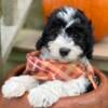 Maggie - female mini newfypoo puppy - 10 weeks old - ready to go! - miniature poodle / mini newfypoo mix