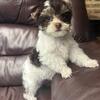 Akc dark chocolate parti boy 