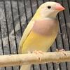 Gouldian Finches Males and Females, Non Related Pairs Available $100 each bird.