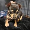 Male and female chihuahuas