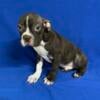 Boston Terrier Male Puppy - Red and White