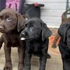 AKC Registered Lab Puppies