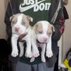 Standard bully pups here