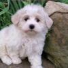 Maltipoo female puppies