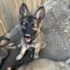 AKC REGISTERED LONG COAT IMPORT SABLE FEMALE