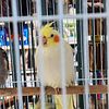 Beautiful,  hand fed female cockatiel for sale