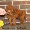 Adorable Cockapoo puppies