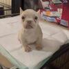 Cream Isabella fluffy carrier female