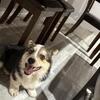 Corgi Puppy for Sale