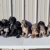 Golden doodle puppies - standard