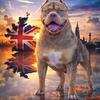 Xl American Pups / STUD FEE :3k PIF
