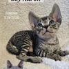 Devon Rex Kittens TICA rights