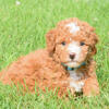 Scout  Maltipoo 🐾