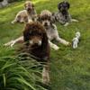 Adult standard poodles- proven- breeder sell out- moving