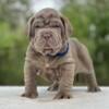 Neapolitan mastiff puppies