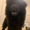 4 month Old Beautiful Black Female Chow Chow