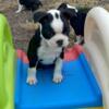 For Sale: Purebred Boston Terrier CKC Registered Puppies