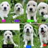 English Retriever Puppies For Sale