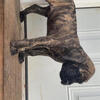Full-blooded English Mastiff