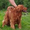 Charlotte, MI -  Fox, AKC Golden Retriever lovely RED Male 3 yr old. dog