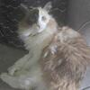 Beautiful Ragdoll Rehoming 