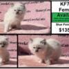 Quality Ragdoll kittens - Local pick up or $300400 delivery to most major airports