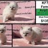 Quality Ragdoll kittens - Local pick up or $300400 delivery to most major airports