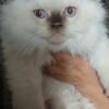 Seal Point Male Persian Kitten 10 weeks old