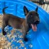 AKC Belgian Malinois