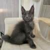 Maine Coon Kittens for sale