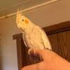 Female Cinnamon/Pearl Cockatiel