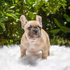 Fawn Male French Bulldog needs home!