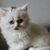 TICA registered standard minuet kitten