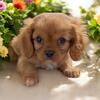 AKC female Blenheim Cavalier King Charles