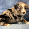 Standard Australian Shepherds